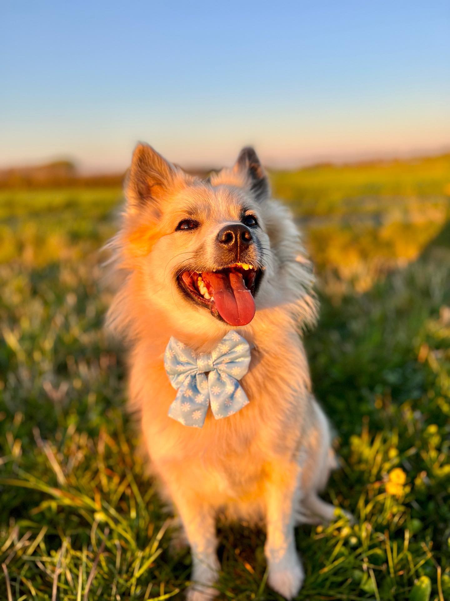 Sailor Bow - Daisy