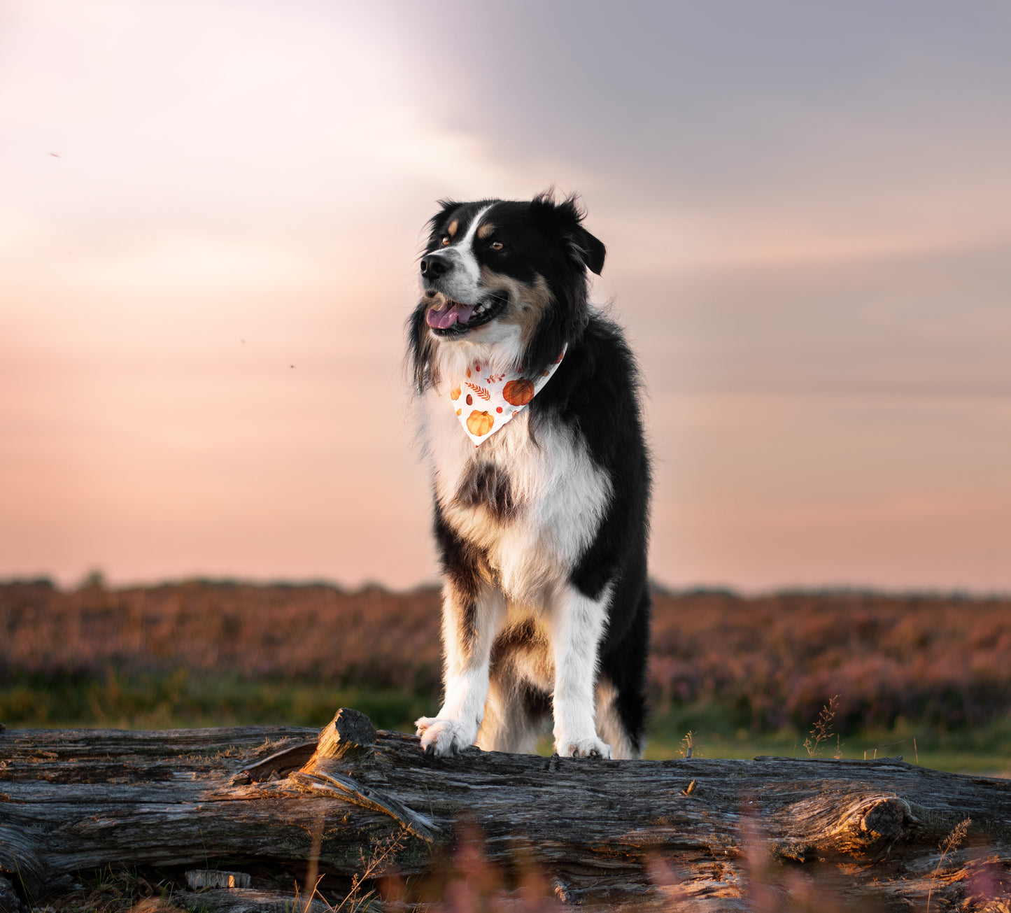 Pumpkin Patch - Efterårs Bandana til hund