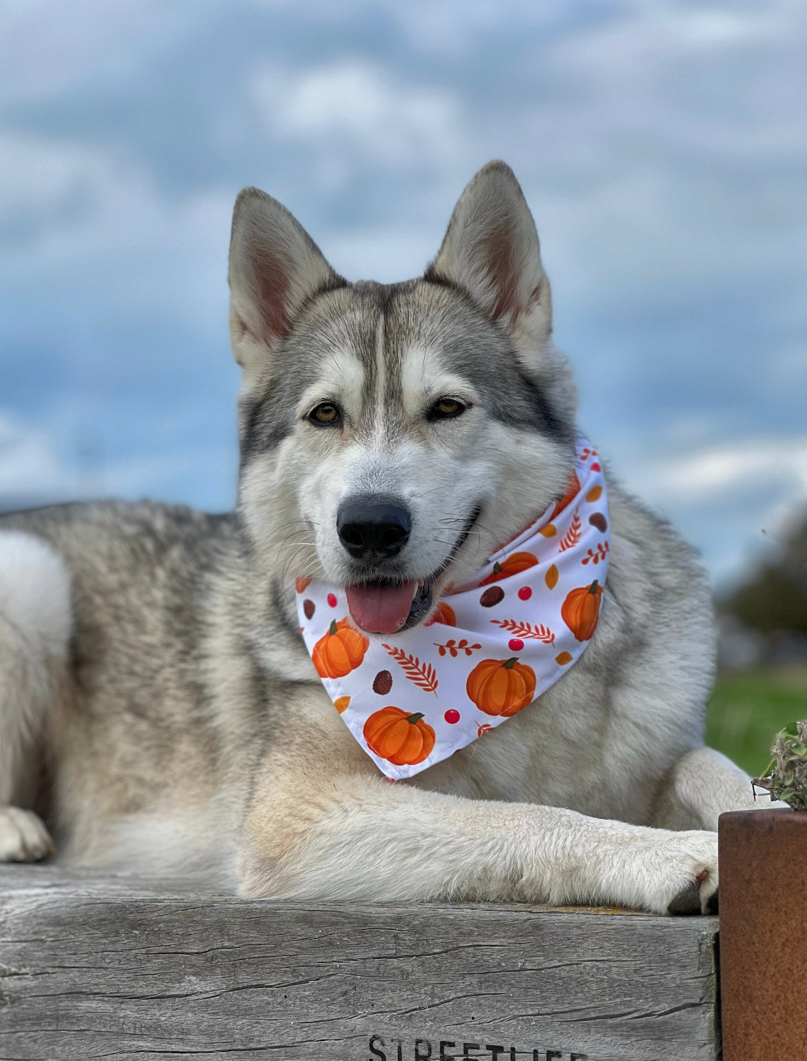 Pumpkin Patch - Efterårs Bandana til hund