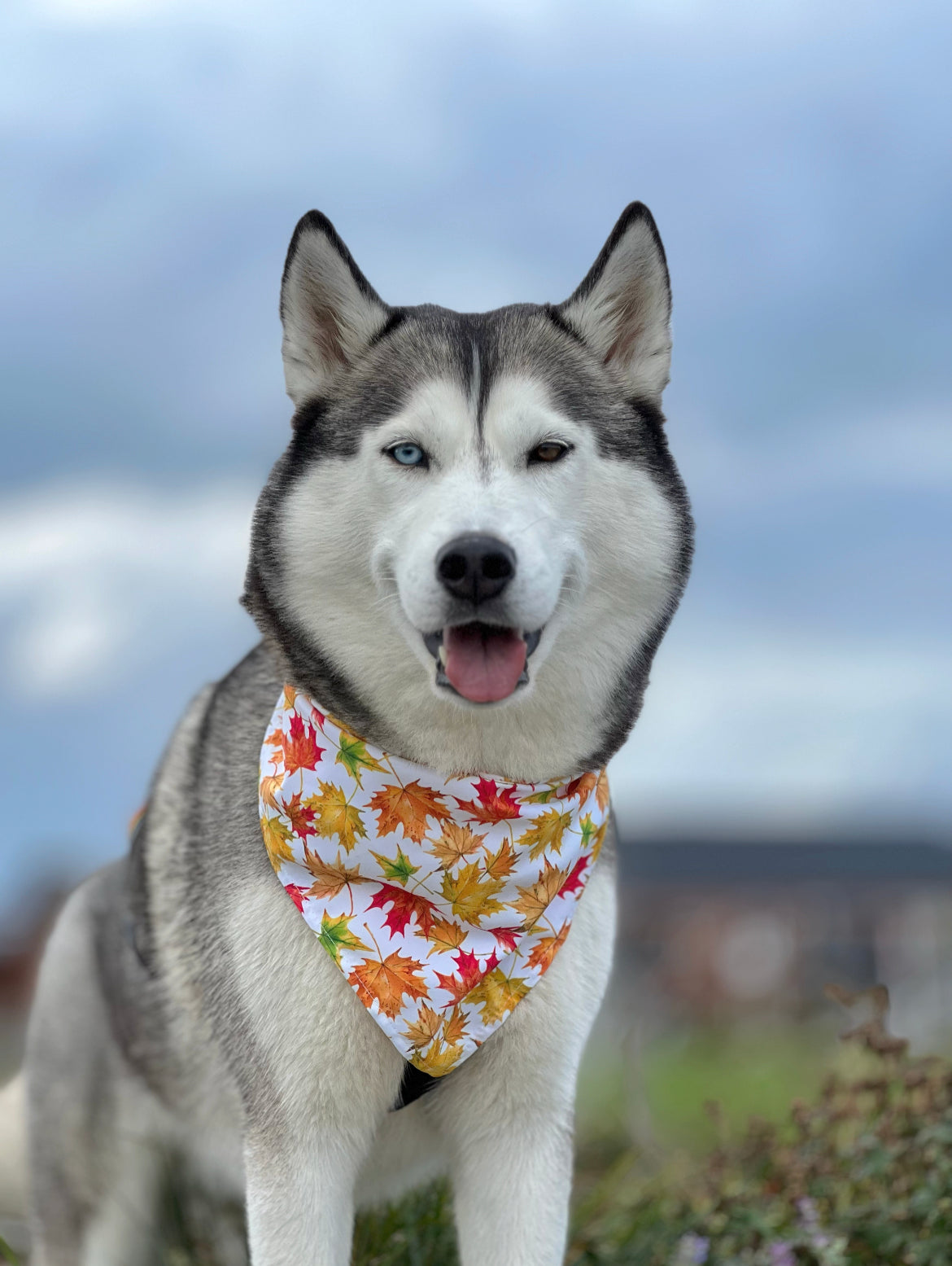Maple - Efterårs Bandana til hund