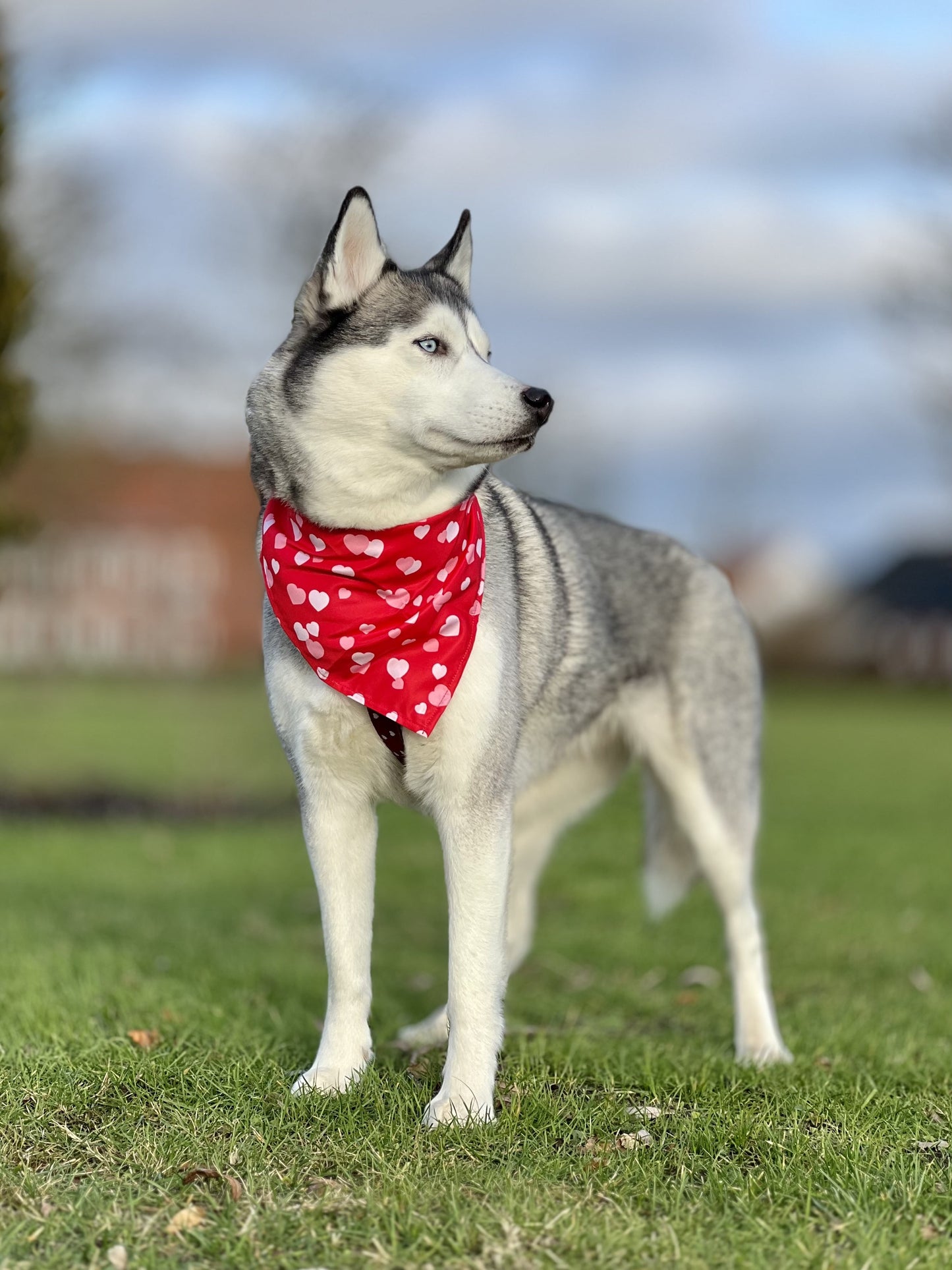 Valentines Bandana - Rød med lyserøde og hvide hjerter