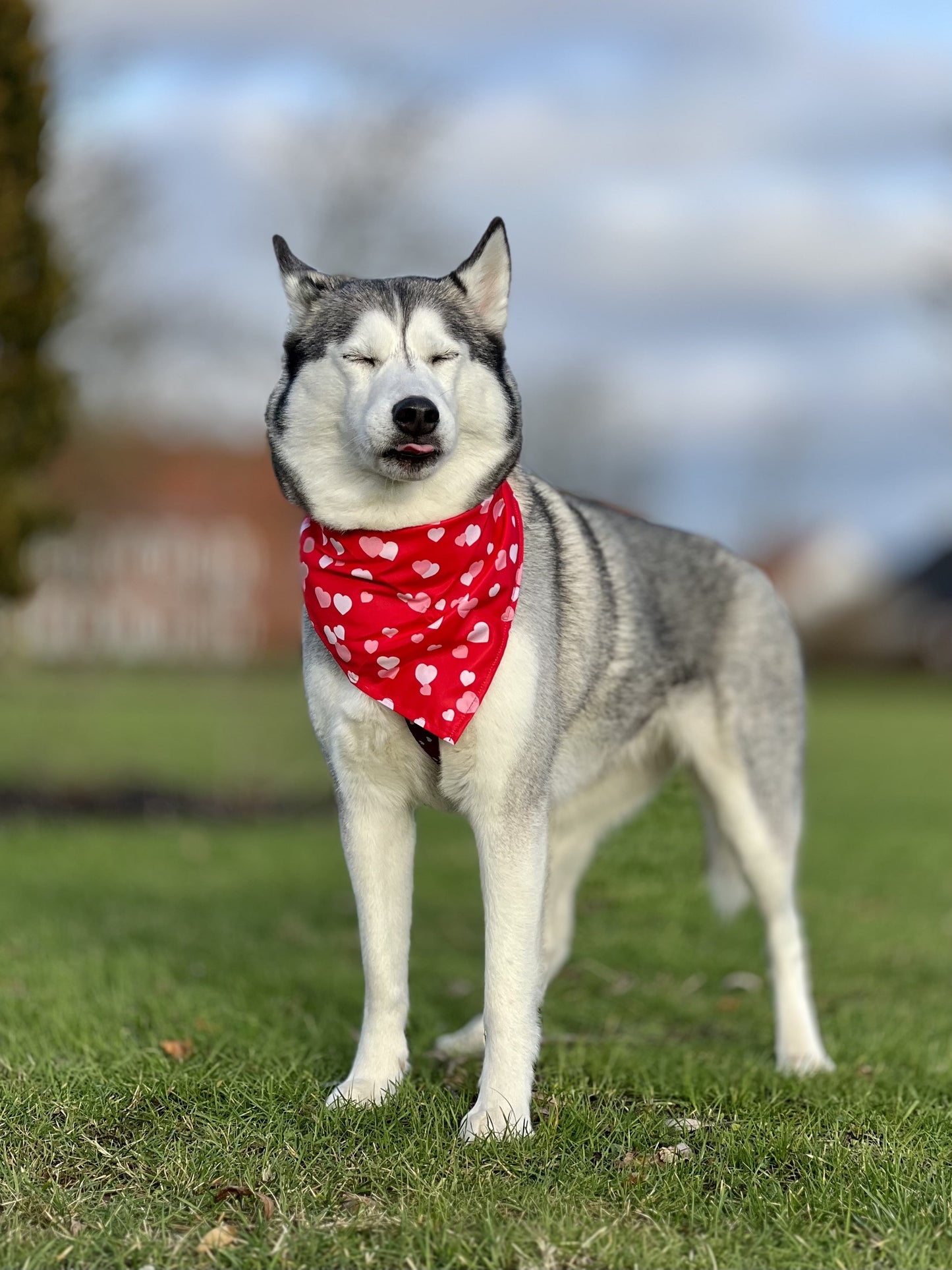 Valentines Bandana - Rød med lyserøde og hvide hjerter