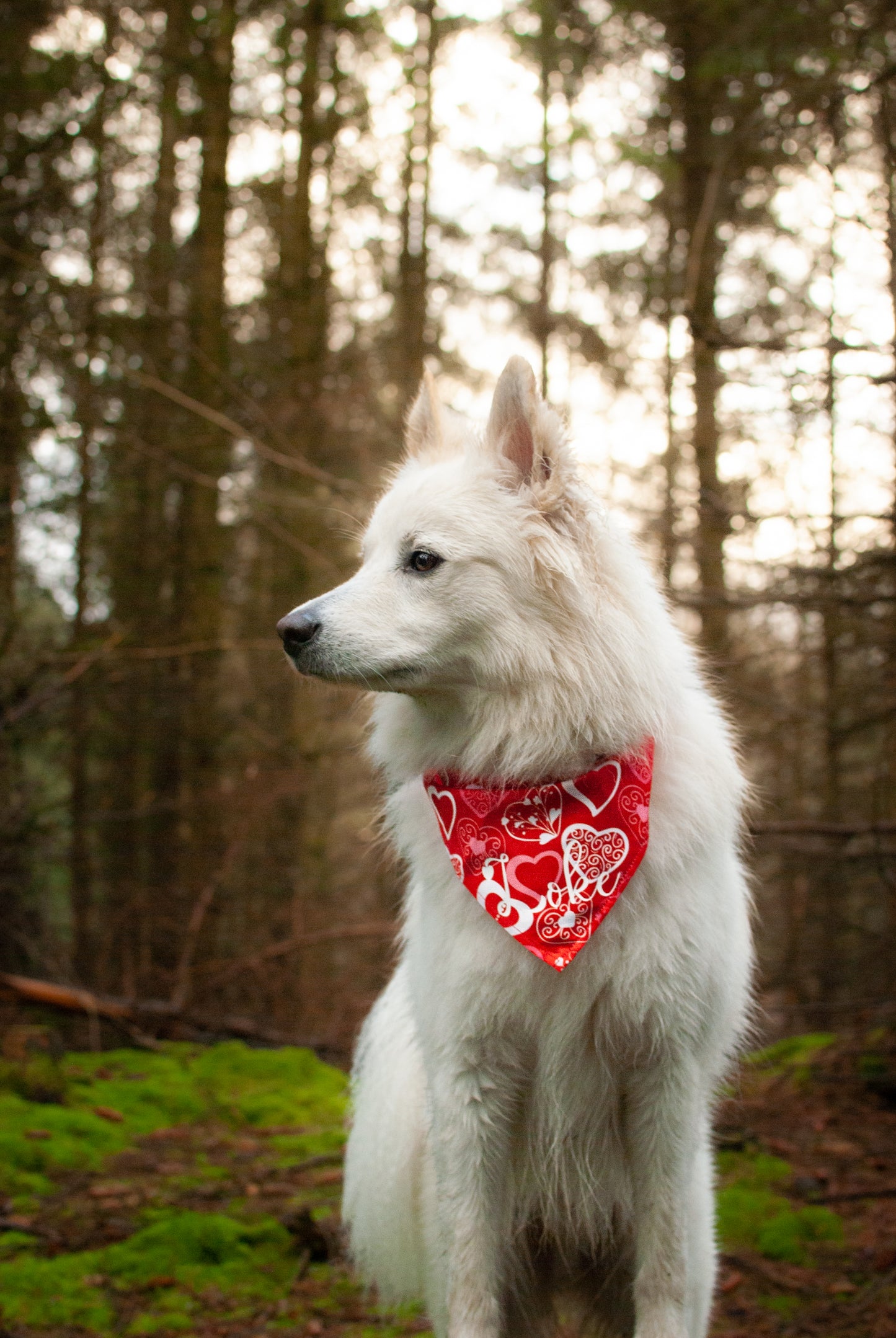 Valentines Bandana - Love Hearts