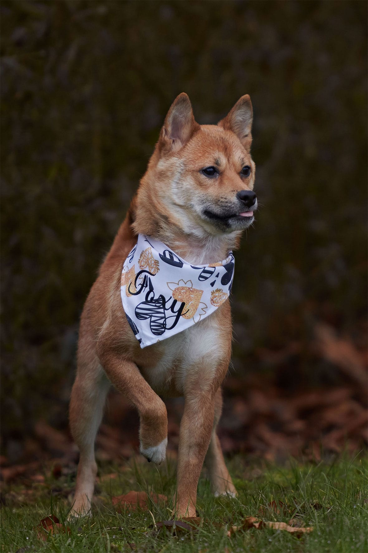 Valentines Bandana - Hvid m. guld og sort