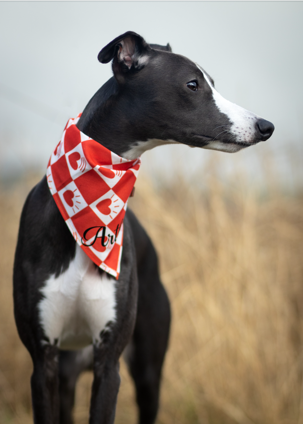 Valentines Bandana - Sign of Love
