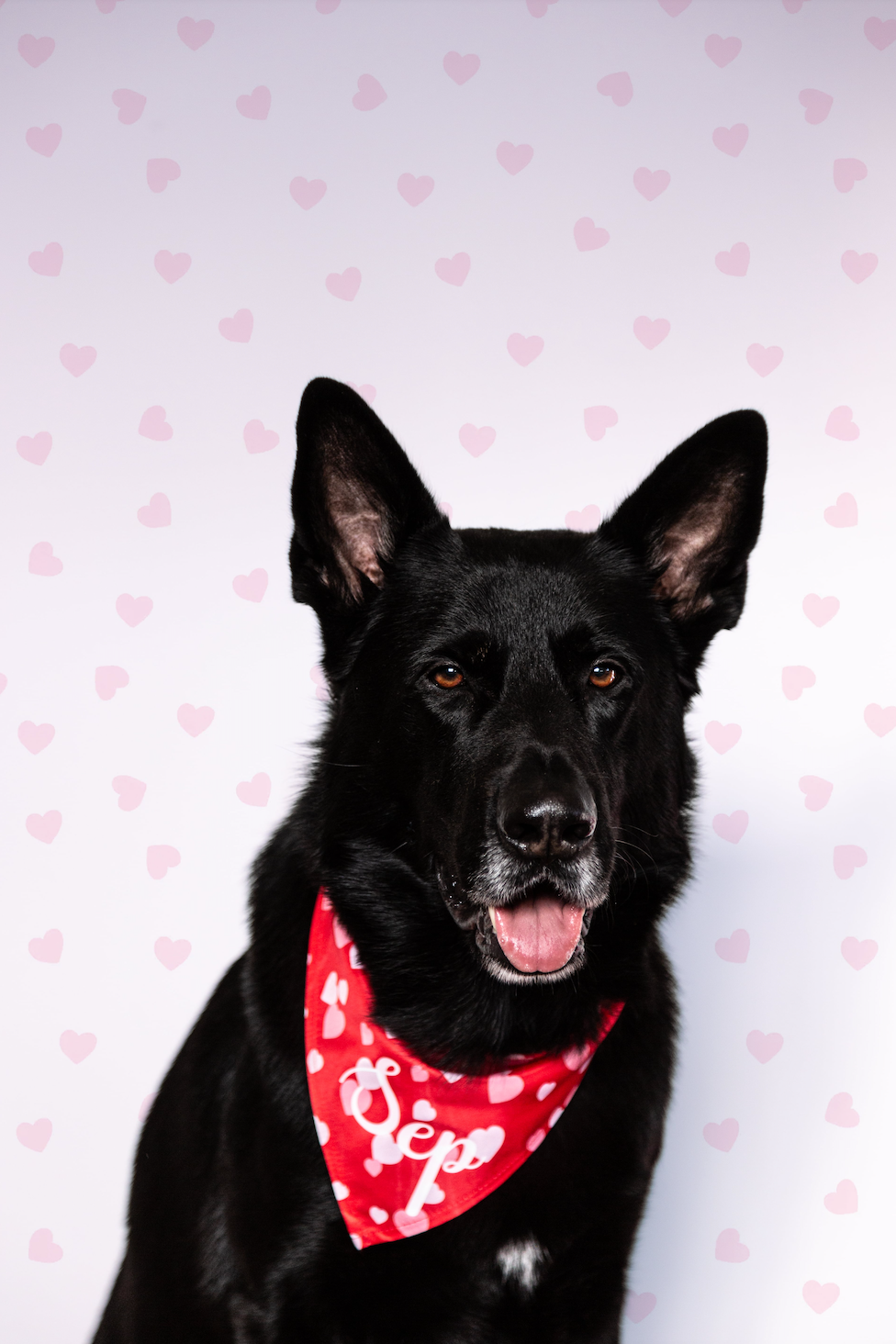 Valentines Bandana - Rød med lyserøde og hvide hjerter