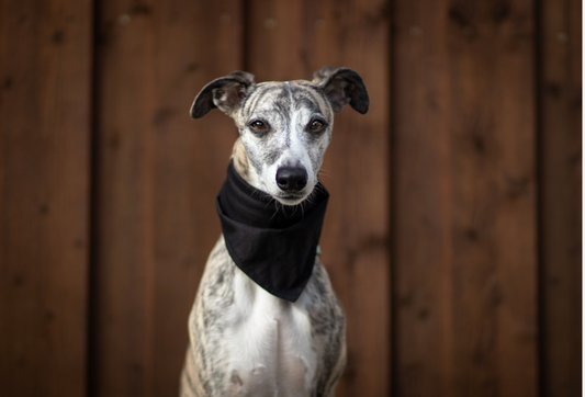 Ensfarvet Bandana - Sort