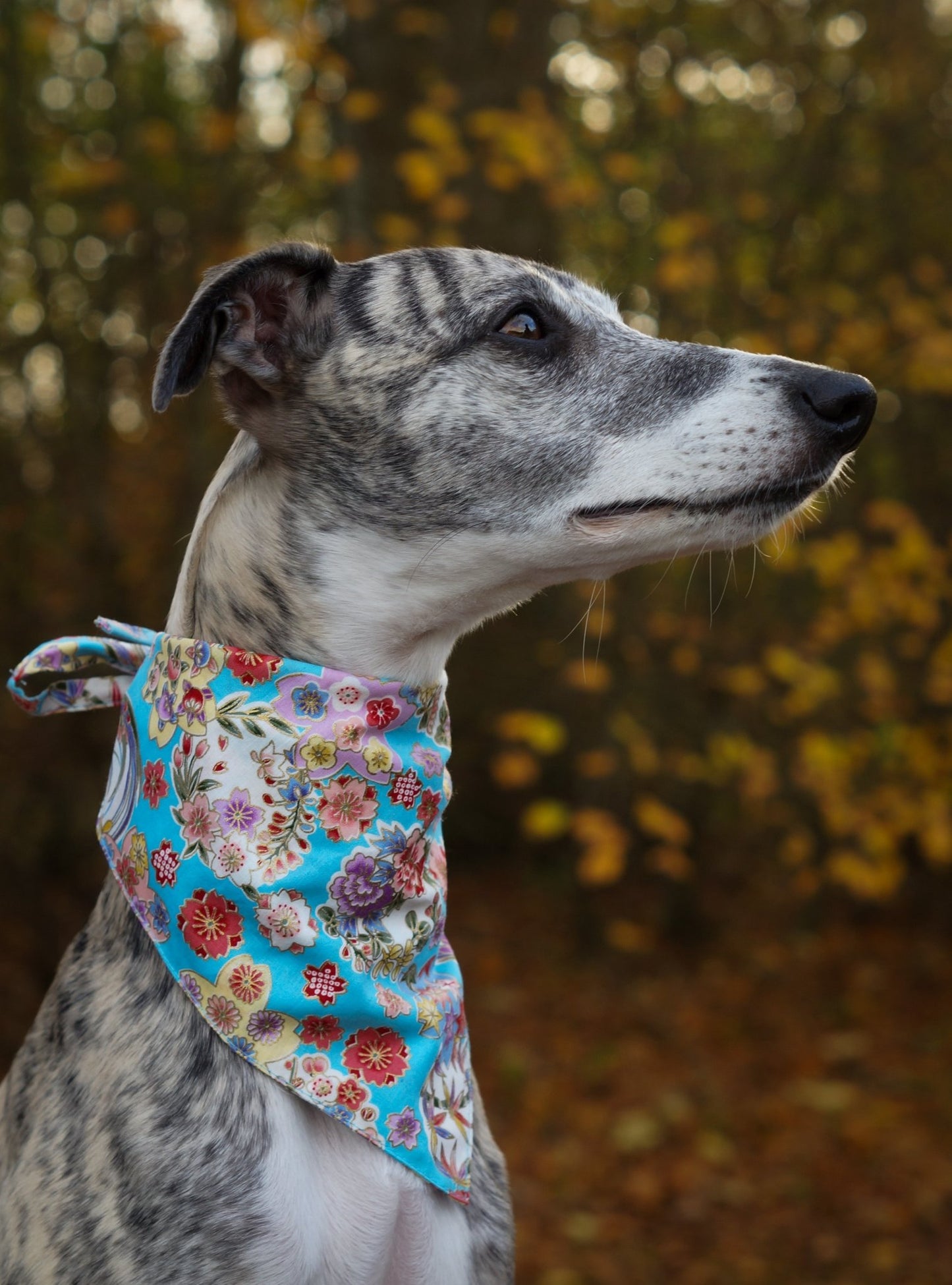 Bandana - Blue Blossom - Confetti Dogs