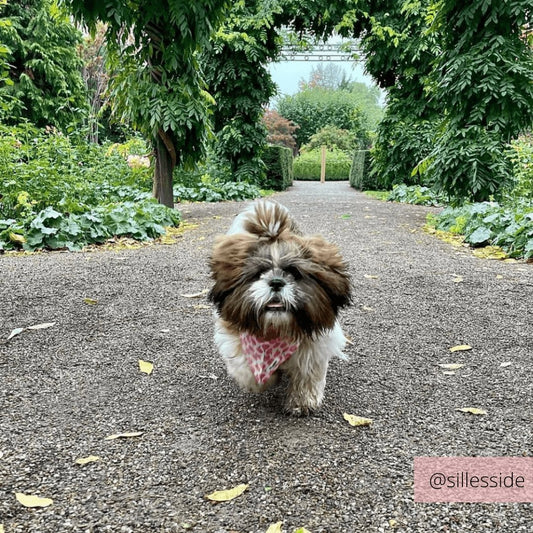 Bandana - Pretty Peach - Confetti Dogs