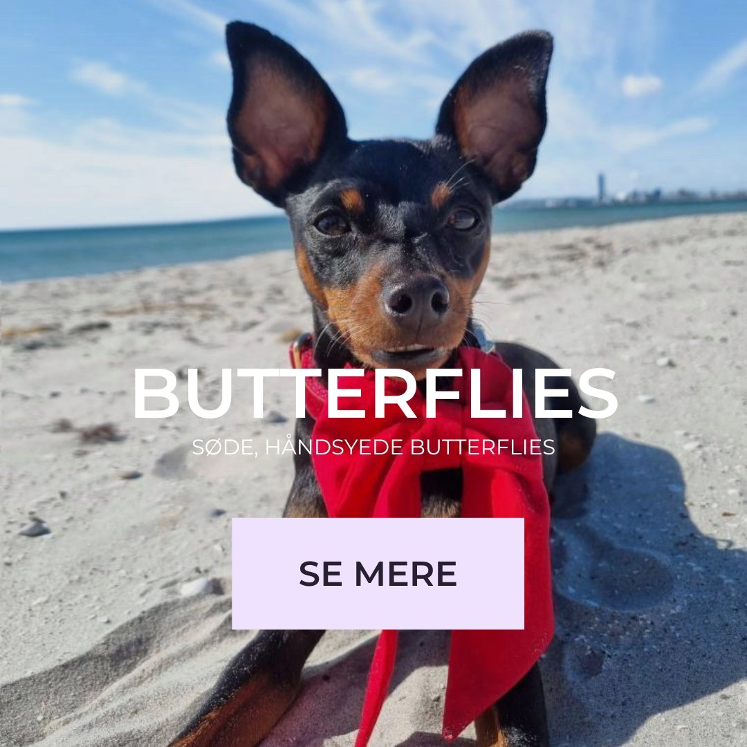 Butterfly - Confetti Dogs