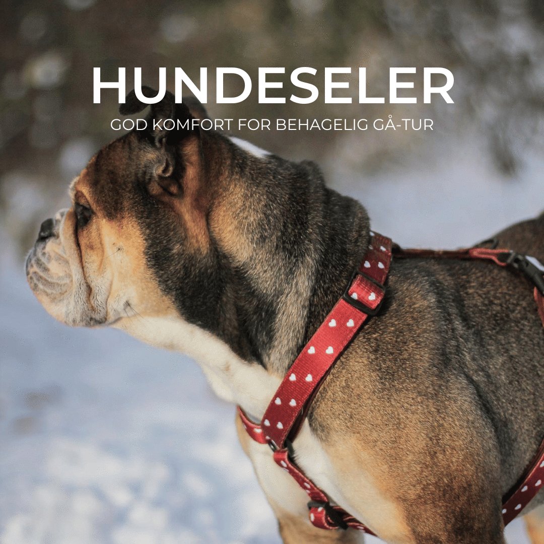 Hundeseler - Confetti Dogs