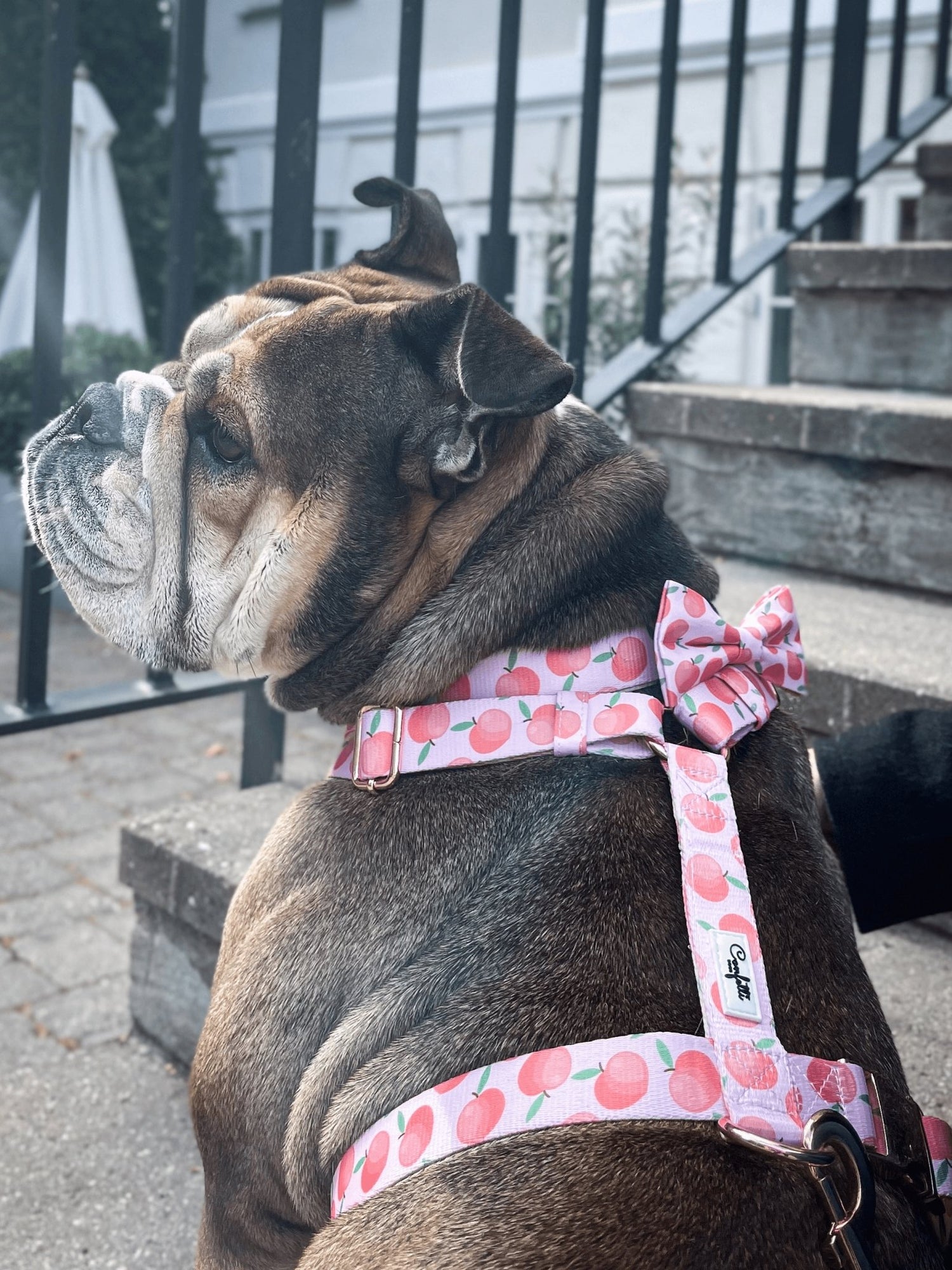 Pretty Peach 🍑 - Confetti Dogs