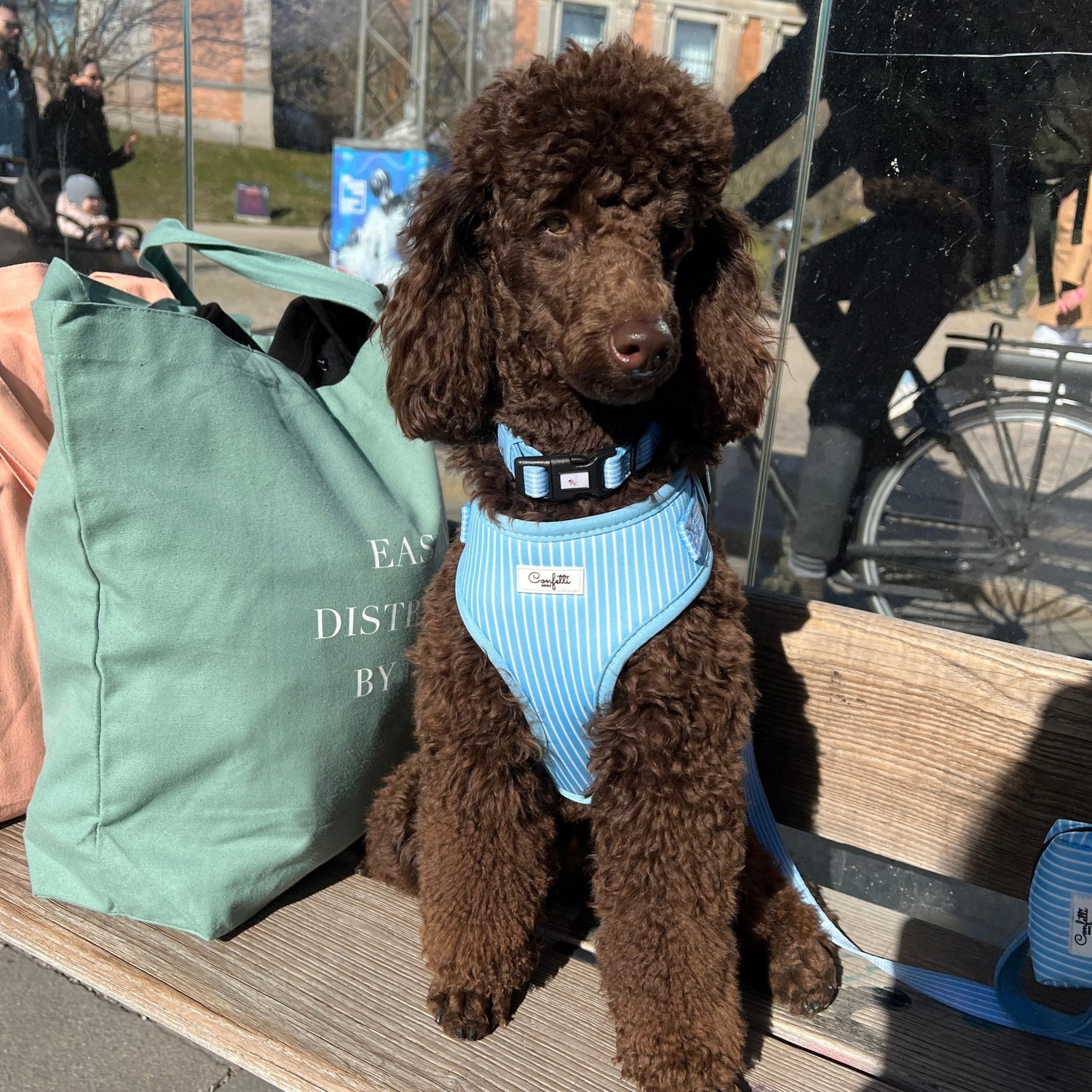 Striber - Confetti Dogs