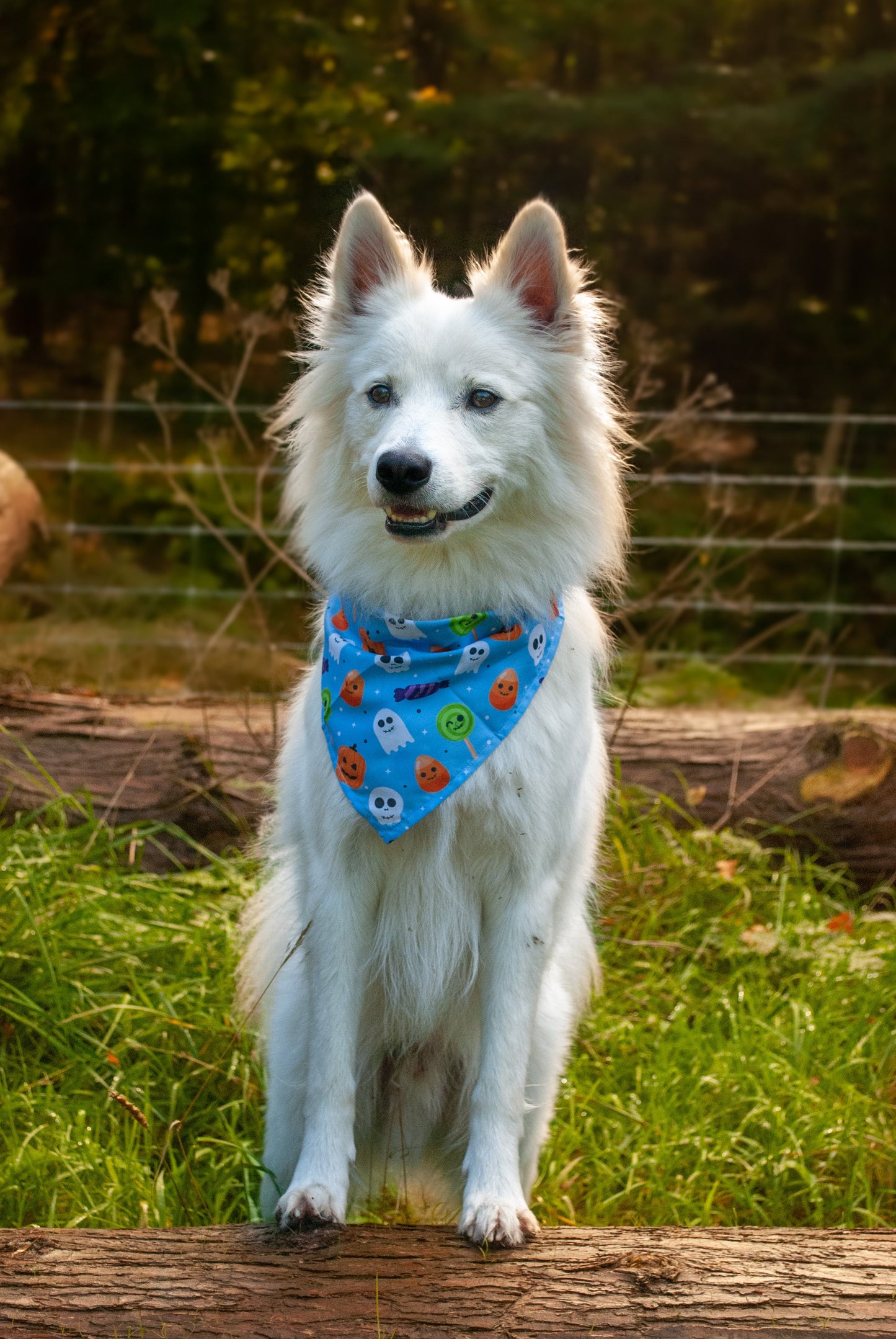 Spooky Blue - Halloween Bandana til hund