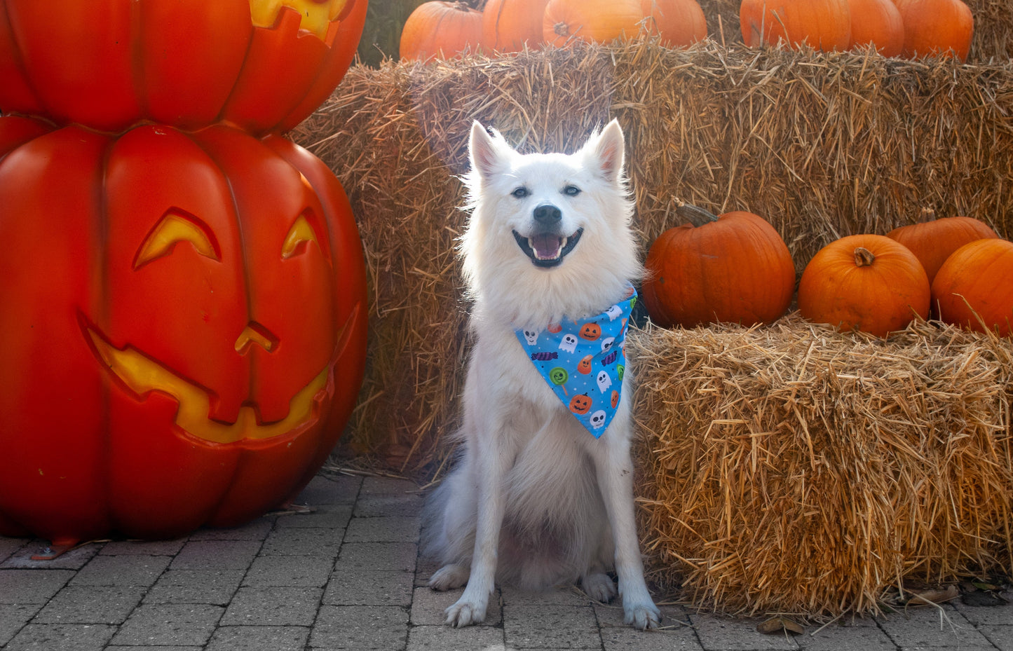 Spooky Blue - Halloween Bandana til hund