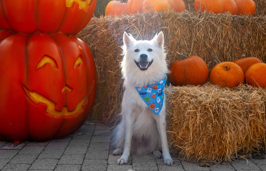 Spooky Blue - Halloween Bandana til hund
