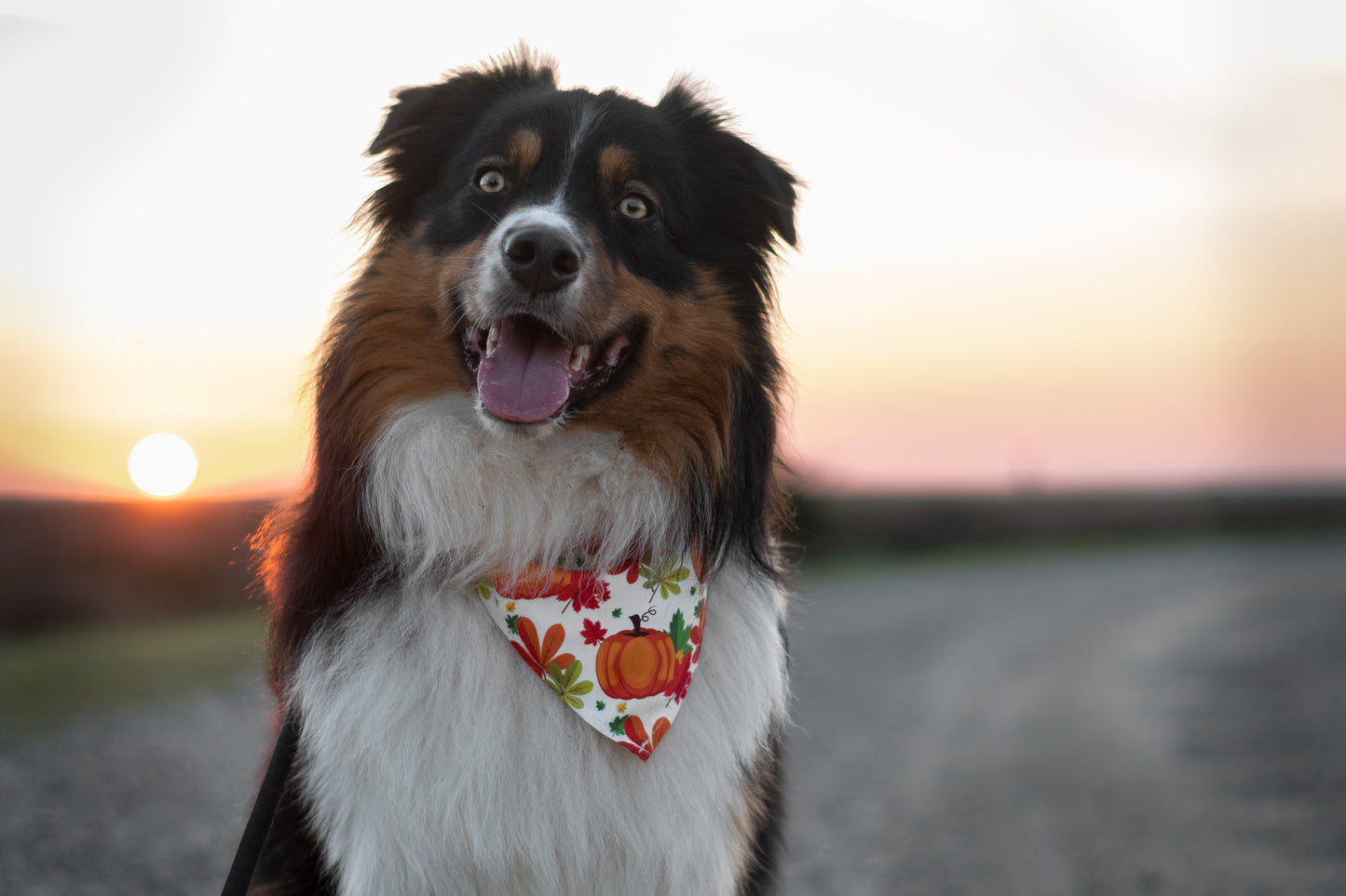 Autumn is here - Efterårs Bandana til hund
