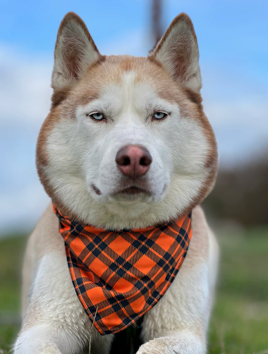 Halloween Checks - Halloween Bandana til hund