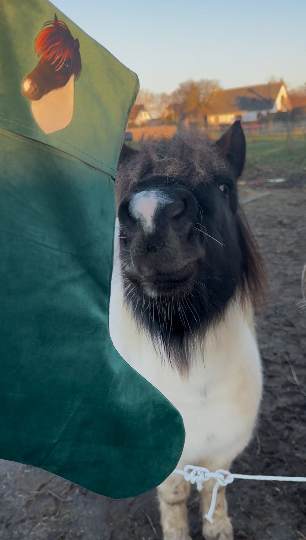Dit dyr på julesok - Farveportræt
