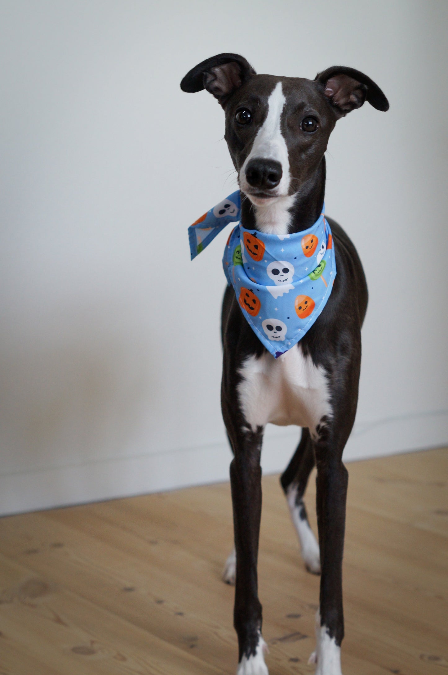 Spooky Blue - Halloween Bandana til hund