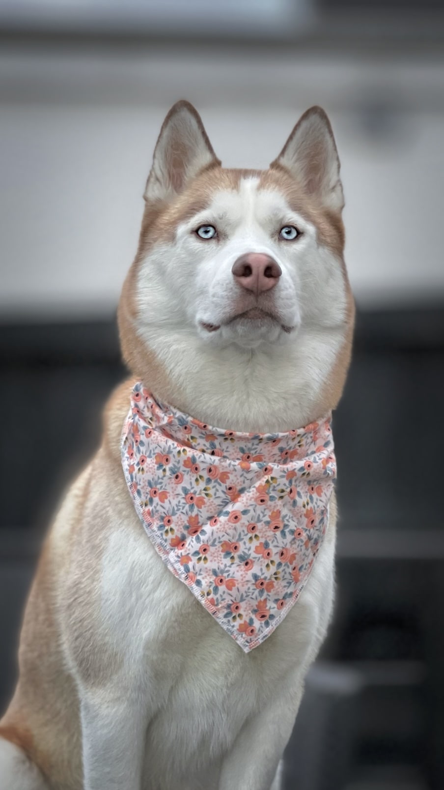 Bandana - Rose