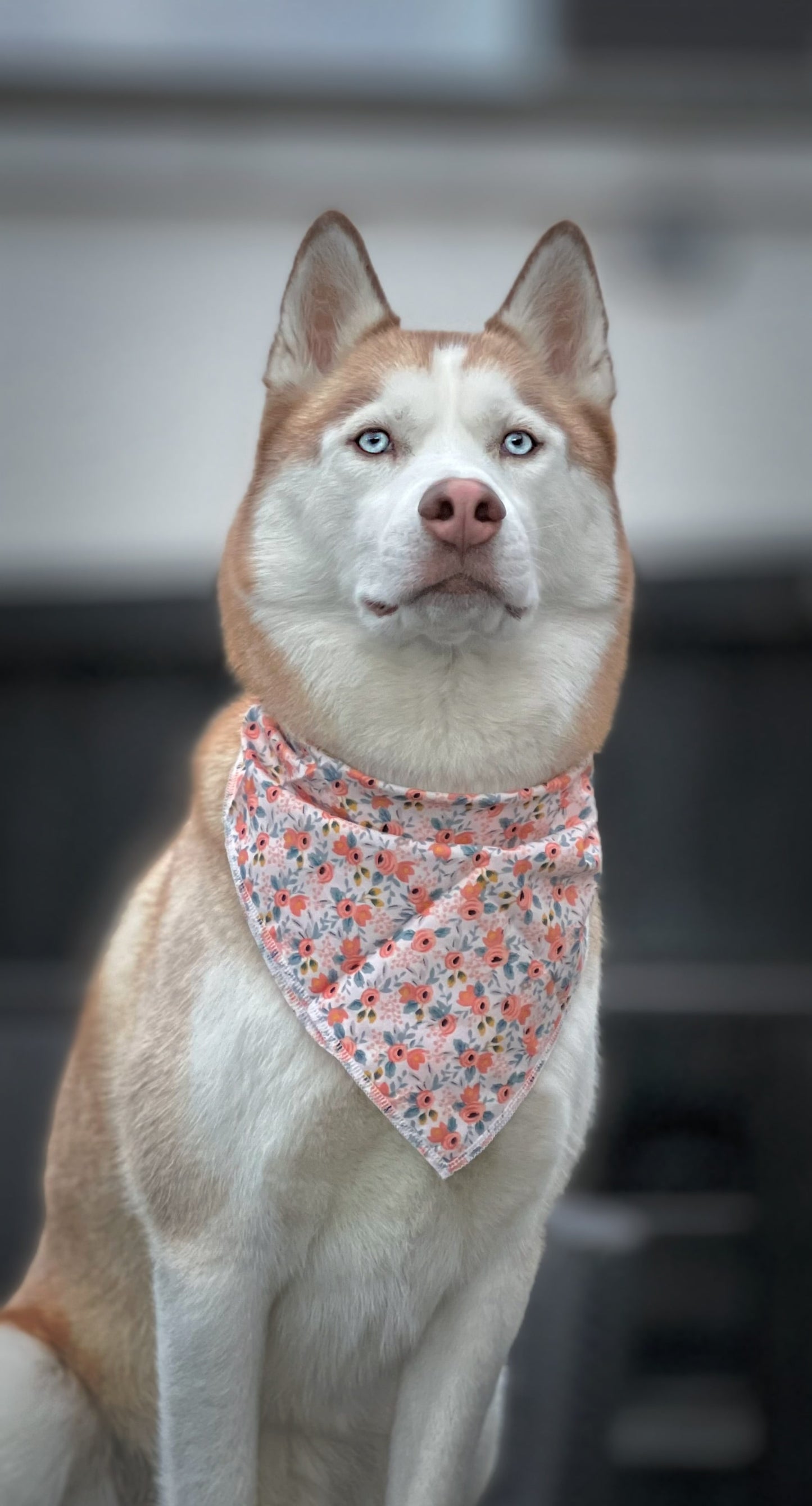 Bandana - Rose